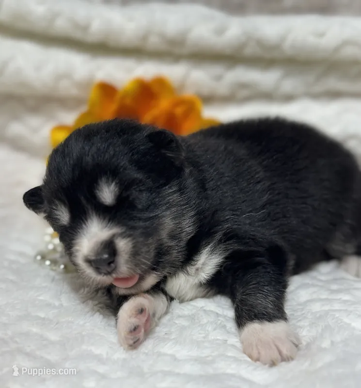 Kash – Pomsky puppy for sale in Portland, IN