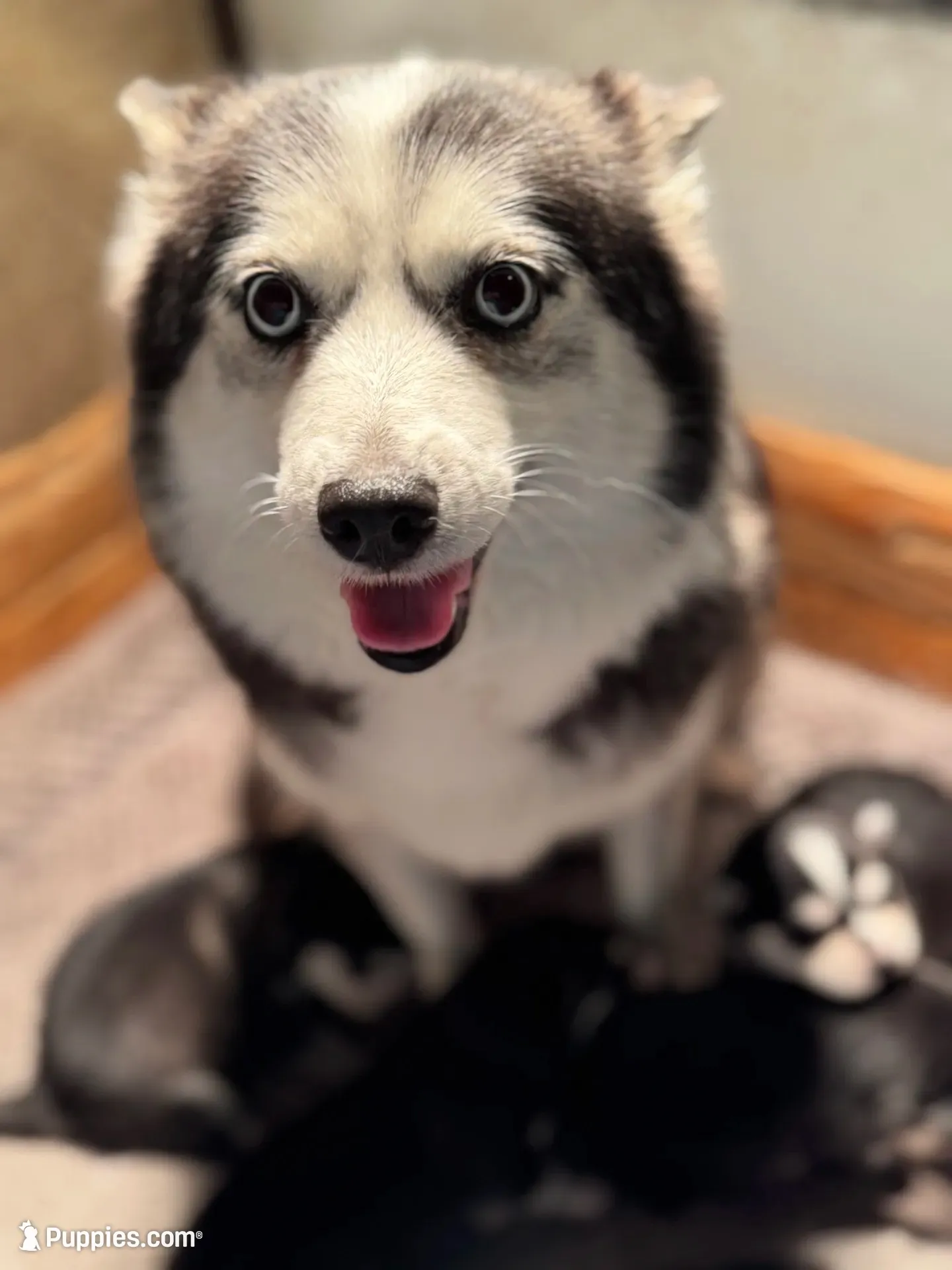 Roscoe, a male Pomsky for sale in Portland, IN – 7 of 9