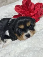 Lenny, a male Cavalier King Charles Spaniel for sale in Portland, IN – 7 of 10