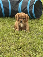 Dodge, a male Cavalier King Charles Spaniel for sale in Portland, IN – 2 of 8