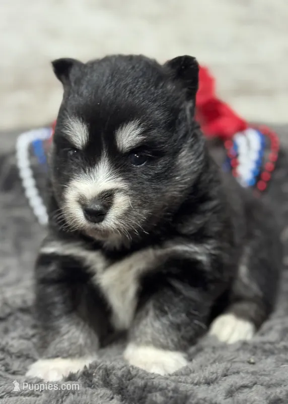 Kash – Pomsky puppy for sale in Portland, IN
