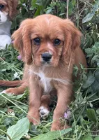 AKC-Dodge, a male Cavalier King Charles Spaniel for sale in Portland, IN – 2 of 7