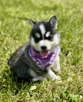 Hattie, a female Pomsky for sale in Portland, IN – 7 of 10