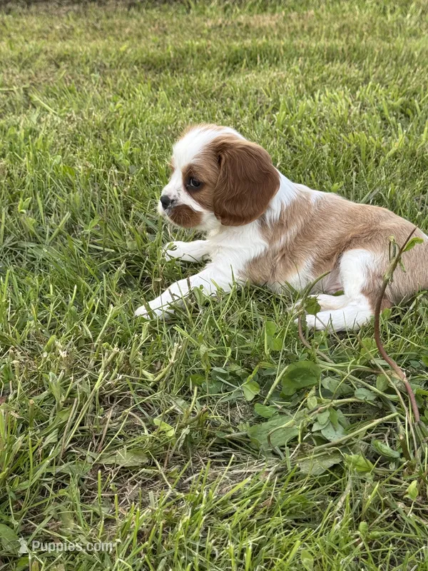 Charlie – Cavalier King Charles Spaniel puppy for sale in Portland, IN