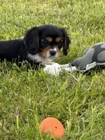 Coco , a female Cavalier King Charles Spaniel for sale in Portland, IN – 2 of 9