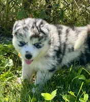 Kami, a female Pomsky for sale in Portland, IN – 4 of 9