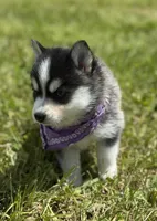 Hattie, a female Pomsky for sale in Portland, IN – 2 of 10