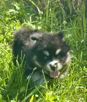 Kash, a female Pomsky for sale in Portland, IN – 2 of 10