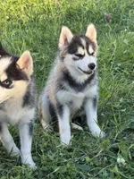 Roscoe, a male Pomsky for sale in Portland, IN – 8 of 9