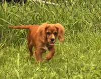 AKC-Dodge, a male Cavalier King Charles Spaniel for sale in Portland, IN – 7 of 9