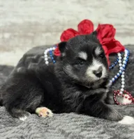 Kash, a female Pomsky for sale in Portland, IN – 9 of 10