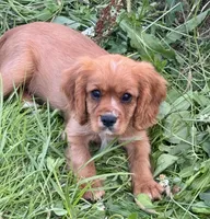 AKC-Dodge, a male Cavalier King Charles Spaniel for sale in Portland, IN – 3 of 7