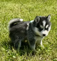 Roscoe, a male Pomsky for sale in Portland, IN – 5 of 9