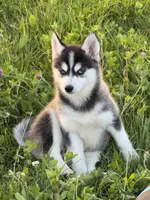 Hattie, a female Pomsky for sale in Portland, IN – 3 of 8