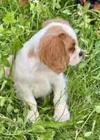 AKC-Dixie, a female Cavalier King Charles Spaniel for sale in Portland, IN – 5 of 8