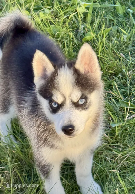 Joker – Pomsky puppy for sale in Portland, IN