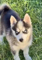 Joker, a male Pomsky for sale in Portland, IN – 1 of 8