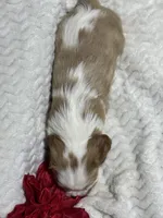 Charlie, a male Cavalier King Charles Spaniel for sale in Portland, IN – 2 of 10