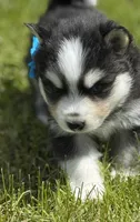 Ace, a male Pomsky for sale in Portland, IN – 5 of 10