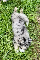 Kali, a female Pomsky for sale in Portland, IN – 9 of 10