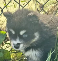 Kash, a female Pomsky for sale in Portland, IN – 7 of 10