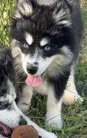 Kash, a female Pomsky for sale in Portland, IN – 4 of 8