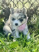 Kali, a female Pomsky for sale in Portland, IN – 1 of 10