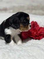Lenny, a male Cavalier King Charles Spaniel for sale in Portland, IN – 2 of 10