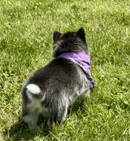Hattie, a female Pomsky for sale in Portland, IN – 6 of 10