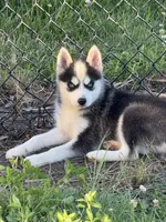 Joker, a male Pomsky for sale in Portland, IN – 2 of 8