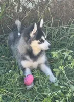 Roscoe, a male Pomsky for sale in Portland, IN – 3 of 9