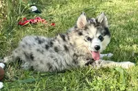 Kali, a female Pomsky for sale in Portland, IN – 3 of 10