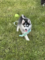 Roscoe, a male Pomsky for sale in Portland, IN – 4 of 9