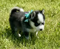 Joker, a male Pomsky for sale in Portland, IN – 6 of 10