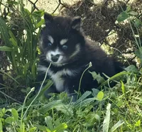 Kash, a female Pomsky for sale in Portland, IN – 6 of 10