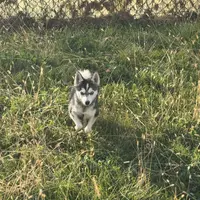 Titan, a male Alaskan Klee Kai for sale in Portland, IN – Photo 2 of 10