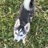 Titan, a male Alaskan Klee Kai for sale in Portland, IN – Photo 1 of 10