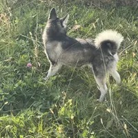 Titan, a male Alaskan Klee Kai for sale in Portland, IN – Photo 4 of 10