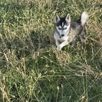 Titan, a male Alaskan Klee Kai for sale in Portland, IN – Photo 7 of 10