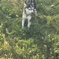 Titan, a male Alaskan Klee Kai for sale in Portland, IN – Photo 5 of 10