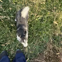 Titan, a male Alaskan Klee Kai for sale in Portland, IN – Photo 6 of 10