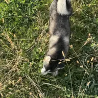 Titan, a male Alaskan Klee Kai for sale in Portland, IN – Photo 9 of 10