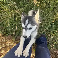 Titan, a male Alaskan Klee Kai for sale in Portland, IN – Photo 3 of 10