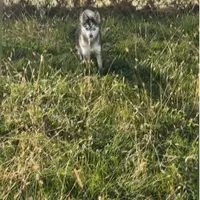 Titan, a male Alaskan Klee Kai for sale in Portland, IN – Photo 10 of 10