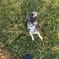 Titan, a male Alaskan Klee Kai for sale in Portland, IN – Photo 8 of 10