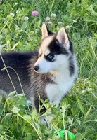 Joker, a male Pomsky for sale in Portland, IN – 7 of 8