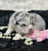 Kali, a female Pomsky for sale in Portland, IN – 2 of 5