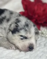 Kami, a female Pomsky for sale in Portland, IN – 3 of 10