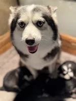 Joker, a male Pomsky for sale in Portland, IN – 9 of 10