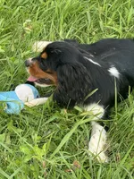 AKC-Lenny, a male Cavalier King Charles Spaniel for sale in Portland, IN – 8 of 10